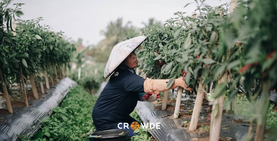 CROWDE Bersama UNCDF Maju Entaskan Kemiskinan di Masa Pandemi. (Dok. CROWDE)