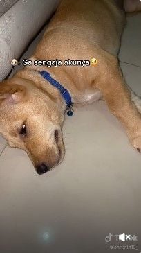 Viral anjing menangis hingga ditonton 30 juta kali. Video anjing menagis ini memang membuat iba penonton, terlebih mungkin merasa kasihan.