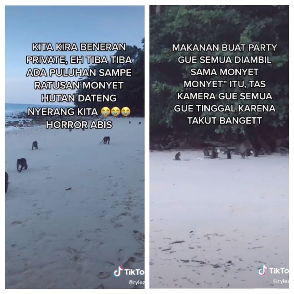 Diserang monyet saat ulang tahun di pulau (TikTok @rylezra)