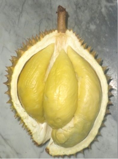 Durian Tembaga. [balitbu.litbang.pertanian.go.id]