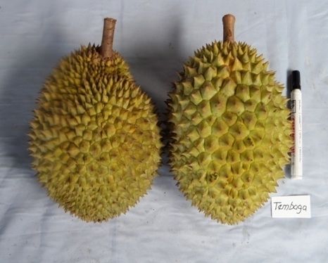 Durian Tembaga. [balitbu.litbang.pertanian.go.id]