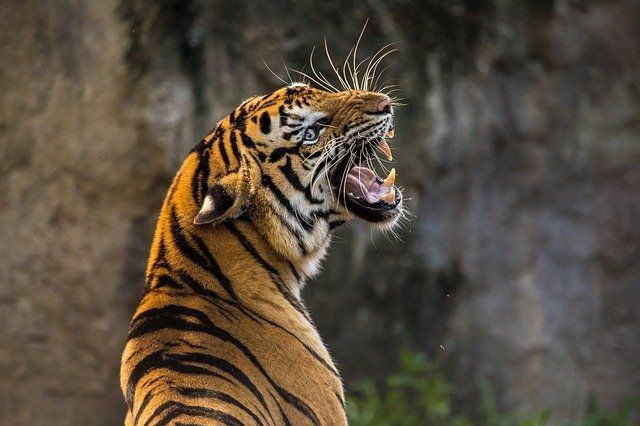 ilustrasi harimau (pixabay.com)