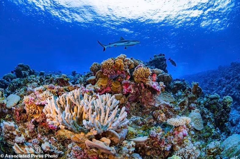 Terumbu karang yang terancam punah. [Daily Mail]