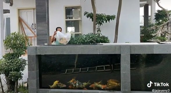 Viral Penampakan Pagar Rumah dari Kolam Ikan Koi. (TikTok)