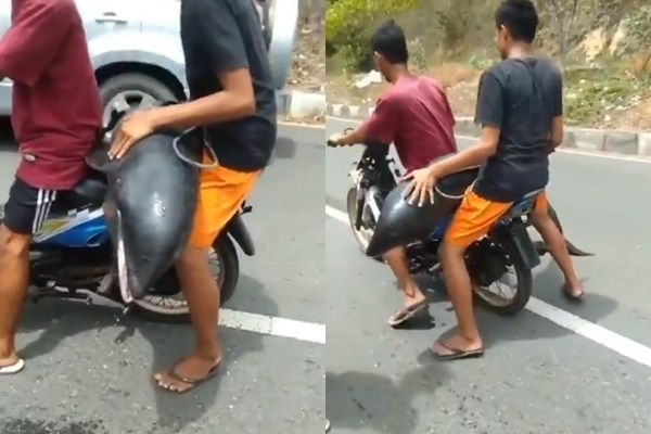 Viral Video Pemuda Bawa Lumba-lumba Boncengan Naik Motor. (Twitter/@wibujawa)