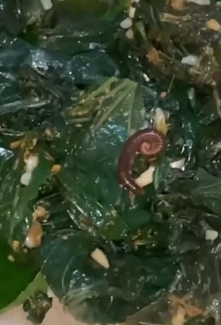 Cewek temukan hewan menggeliat dalam nasi padang. (Tiktok)