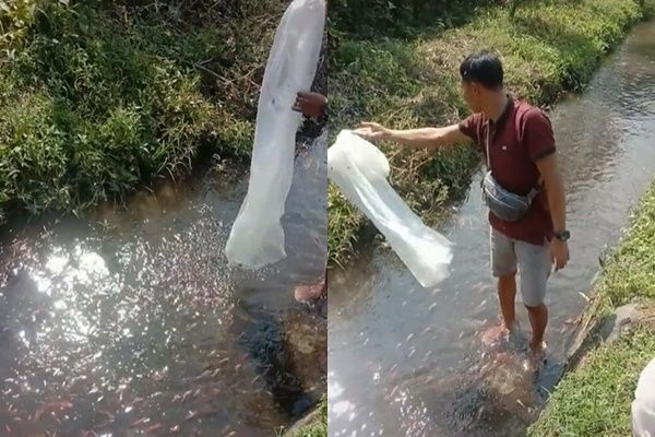 Viral Aksi Cowok Lepas Ratusan Ikan Koi ke Parit Disorot. (TikTok)