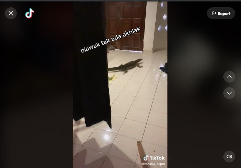 Bikin Jengkel, Biawak Numpang BAB di Tengah Rumah, Warganet: Wasabi Gratis! (Dok: TIkTok/mektie_super)