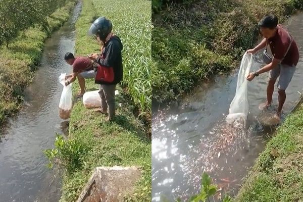 Viral Aksi Cowok Lepas Ratusan Ikan Koi ke Parit Disorot. (TikTok)