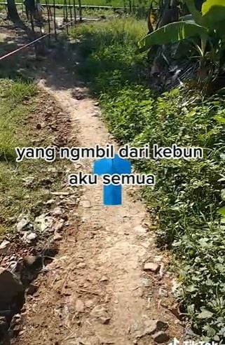 Pemilik tanah tak terima kebunnya jadi akses jalan setapak. (Tiktok)