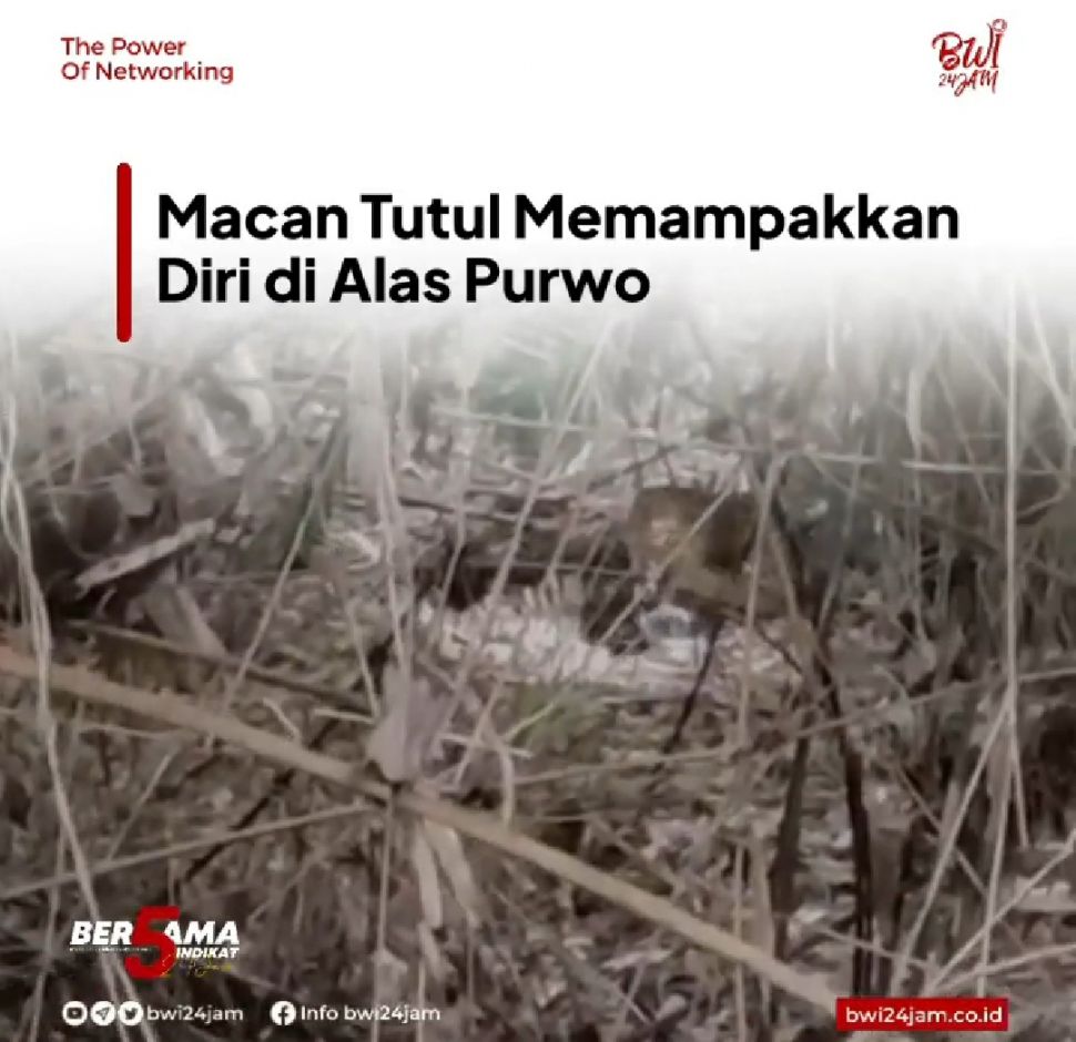 Penampakan macan tutul di Taman Nasional Alas Purwo Banyuwangi. [Tangkapan layar akun Instagran bwi24jam]