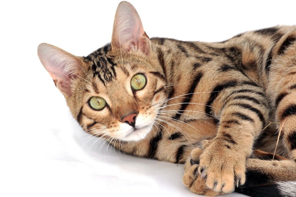 Ilustrasi kucing bengal. (Pixabay/Irina_kukuts)