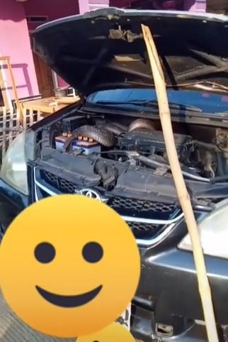 Ada sesuatu yang bersarang di dalam kap mobil. (Tiktok/@novierudianto1)