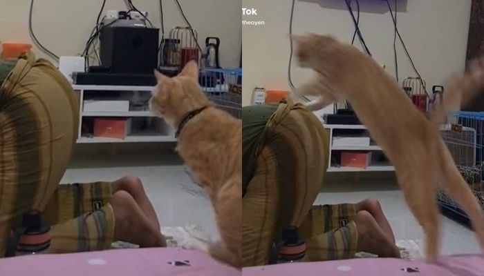 Viral Kelakuan Kucing Oren Saat Owner Sedang Sujud Salat. (TikTok)