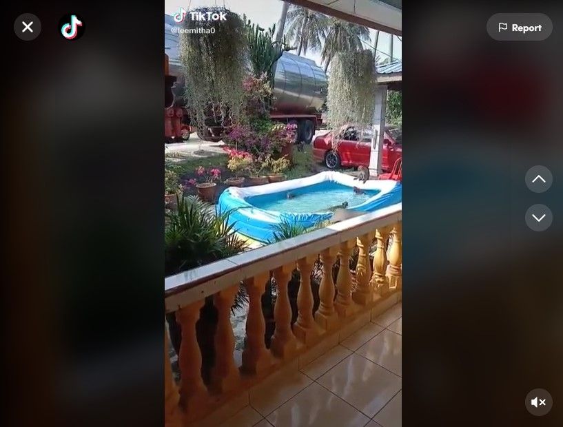 Cewek Ini Urungkan Niat Berenang, Saat Melihat Tamu Tak Diundang di Kolam Renangnya. (Dok: TikTok/@iqa329 )