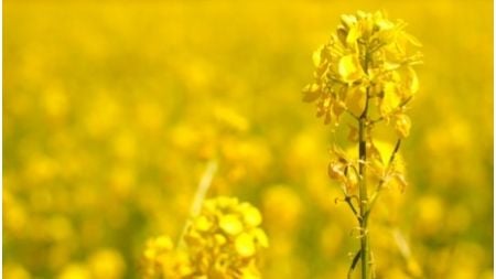 Ilustrasi Bunga Canola. (unsplash.com)