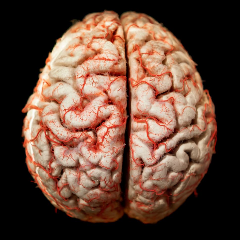 Ilustrasi otak manusia (Elements Envato)