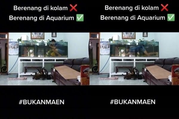 Viral Video Pria Renang di Akuarium Alih-alih Kolam Renang. (TikTok)