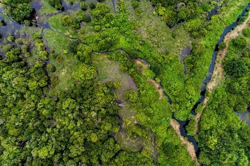 Lahan gambut merupakan tempat tinggal flora dan fauna yang harus dijaga kelestariannya. (Foto: CIFOR)