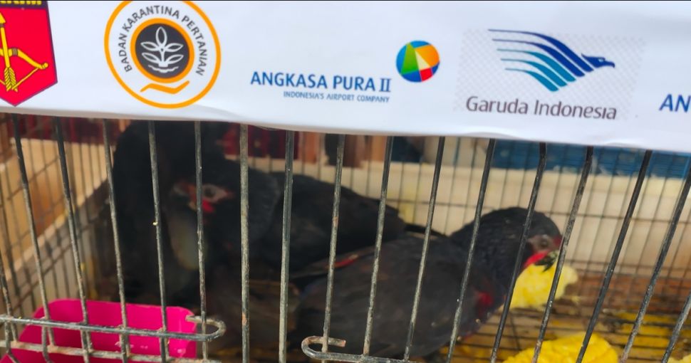 Burung asli yang ditranslokasi ke Papua [Welly JS/Suara.com]