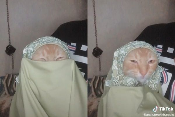 Viral Kucing Oren Pakai Kerudung dan Cadar. (TikTok)