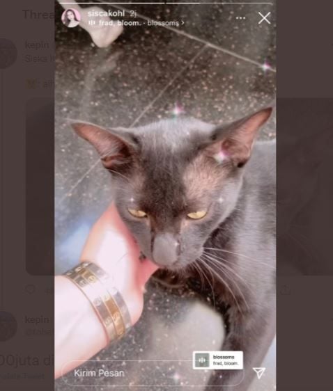 Sisca Kohl Adopsi Kucing, Gelang di Tangan Bikin Salah Fokus (twitter.com/tobefrenchfries)
