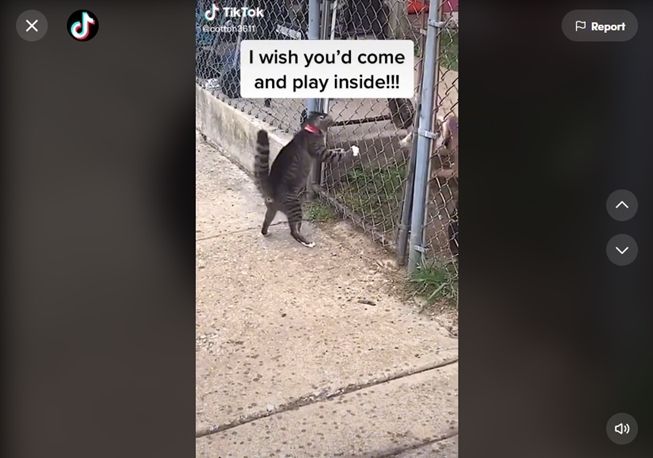 Viral kucing tantang anjing duel,endingnya sangar bukan main. (TikTok/@cotton3611)