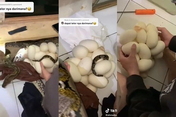 Viral Ular Sembunyi di Meja TV Sedang Lilit Sesuatu. (TikTok)