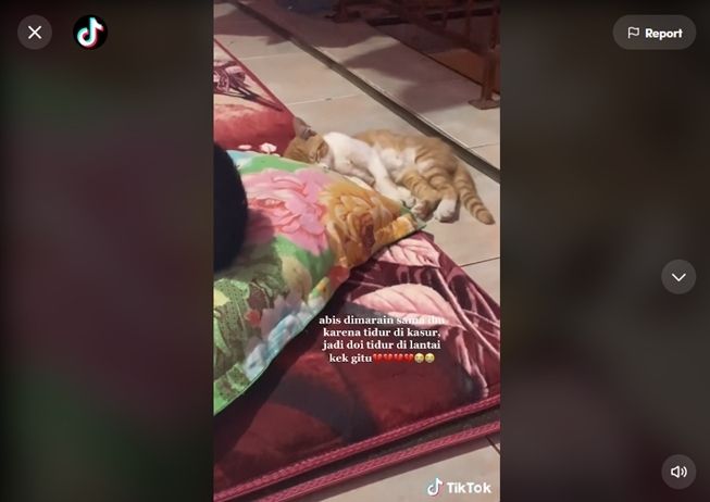 Viral kucing langsung lakukan ini usai dimarahi, bikin warganet ikutan mewek. (TikTok/@sadbutglad_)