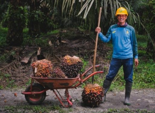 PT Perkebunan Nusantara XIV Unit Keera-Maroangin akan memperluas kebun kelapa sawit [SuaraSulsel.id / Dokumentasi PTPN XIV]