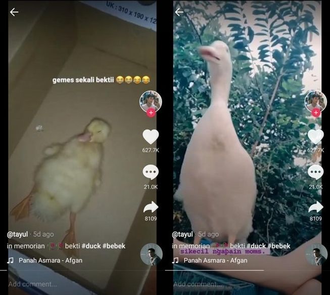 Viral pria pelihara bebek dari kecil, endingnya tragis. (TikTok/@nombaegopa)