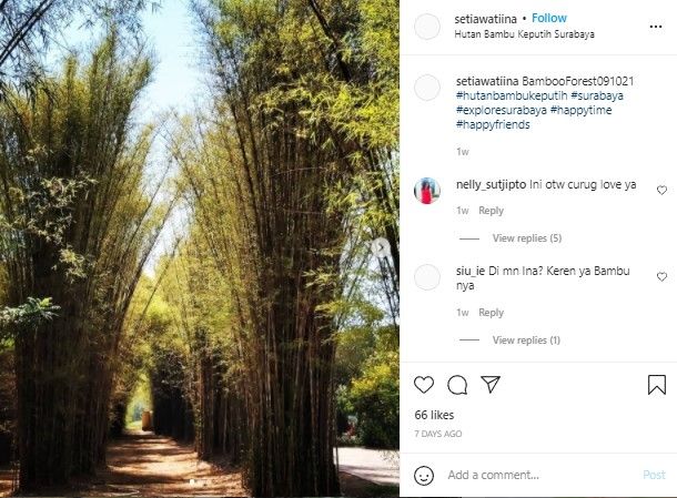 Hutan Bambu Keputih (instagram)