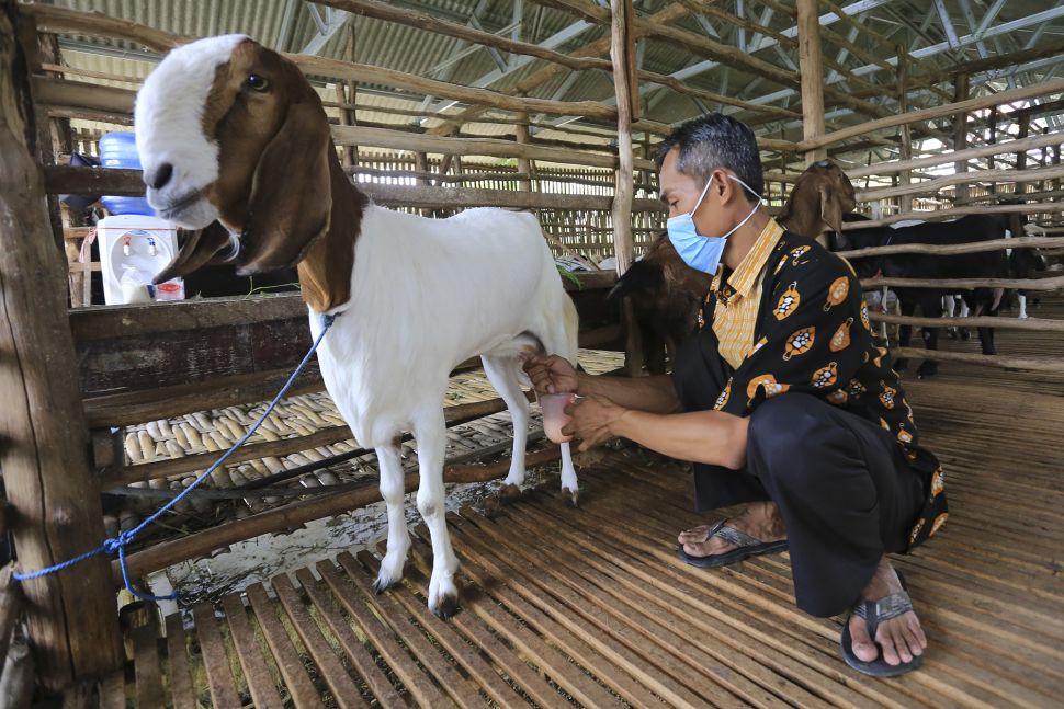 Peternak memerah susu kambing etawa di kandang milik koperasi Pondok Pesantren Al Urwatul Wutsqo, Sindang, Indramayu, Jawa Barat, Rabu (20/10/2021). [ANTARA FOTO/Dedhez Anggara]