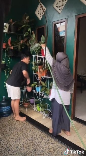  Viral Ibu Ini Histeris Lihat Anaknya Makan Daun Janda Bolong, Publik Ikut Keringat Dingin. (Twitter/@alvanorickyyy)