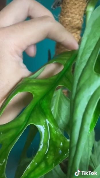  Viral Ibu Ini Histeris Lihat Anaknya Makan Daun Janda Bolong, Publik Ikut Keringat Dingin. (TikTok/@alvanorickyyy)