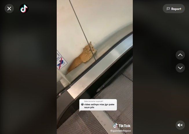 Viral wanita temukan kucing nyangkut di eskalator. (TikTok/@guinneethepoo)