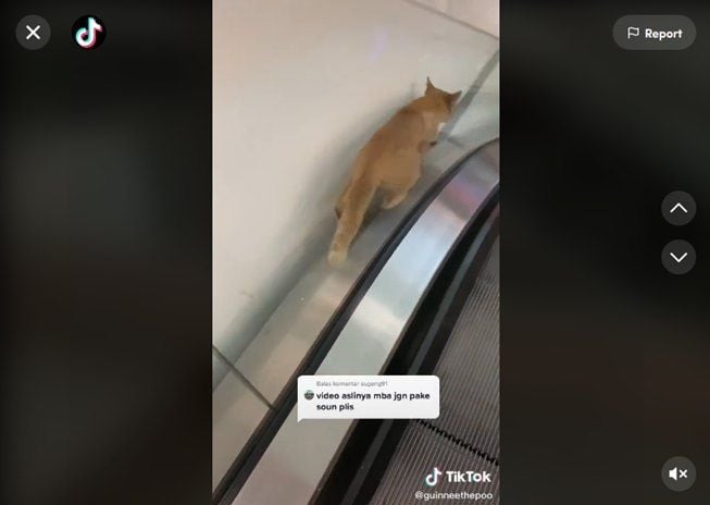 Viral wanita temukan kucing nyangkut di eskalator. (TikTok/@guinneethepoo)