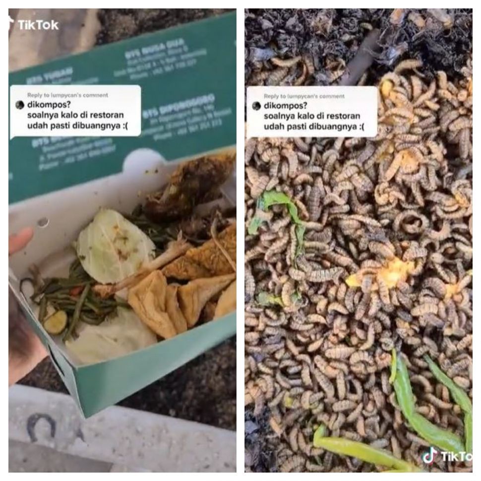 Bungkus sisa makanan untuk diurai oleh larva (TikTok @dheaalubis)