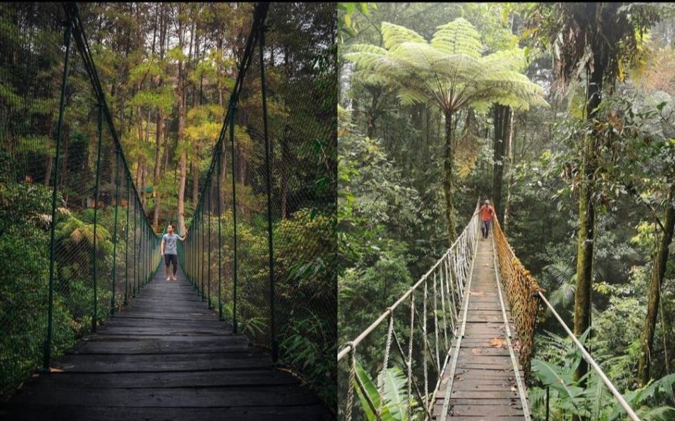 Ilustrasi canopy trail sebagai salah satu destinasi wisata alam Bogor (Instagram: piknikyukindonesia/sanusi_uchiha)