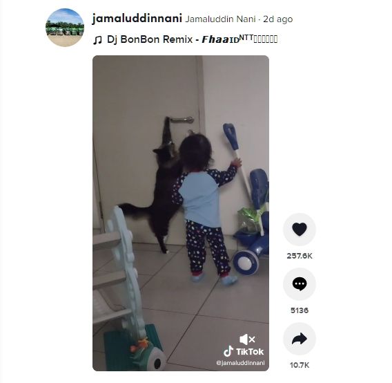 Viral TikTok aksi kucing bantu bocah buka pintu. (Dok. TikTok/Jamaluddinnani)