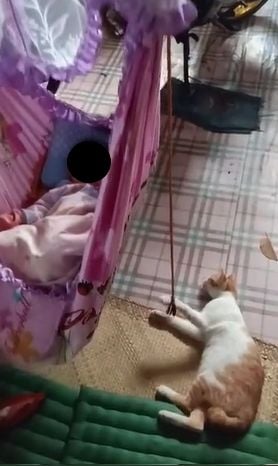 Aksi kucing bantu majikan tidurkan bayi. (Tiktok/@1_deviy)