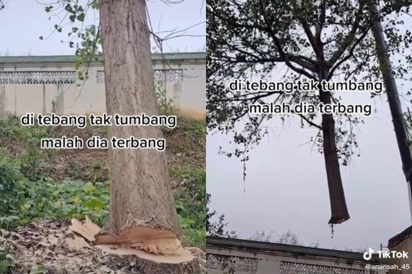 Viral Pohon Ditebang Tak Tumbang Malah Terbang Ditonton 19 Juta Kali. (TikTok)