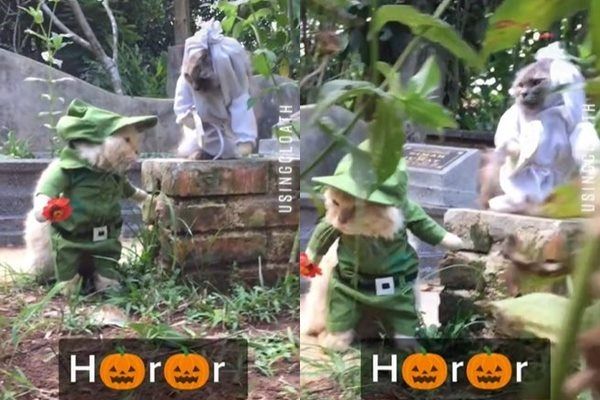 Viral Kucing Pakai Kostum Pocong dan Bawa Nisan di Kuburan. (TikTok)