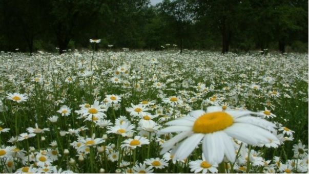 Bunga Krisan Maximum. (Foto: El Paso Desert Blooms)