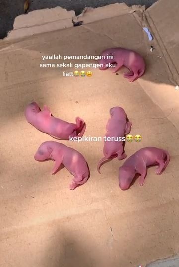 Wanita syok temukan hewan menggeliat. (Tiktok/@punyananas2)