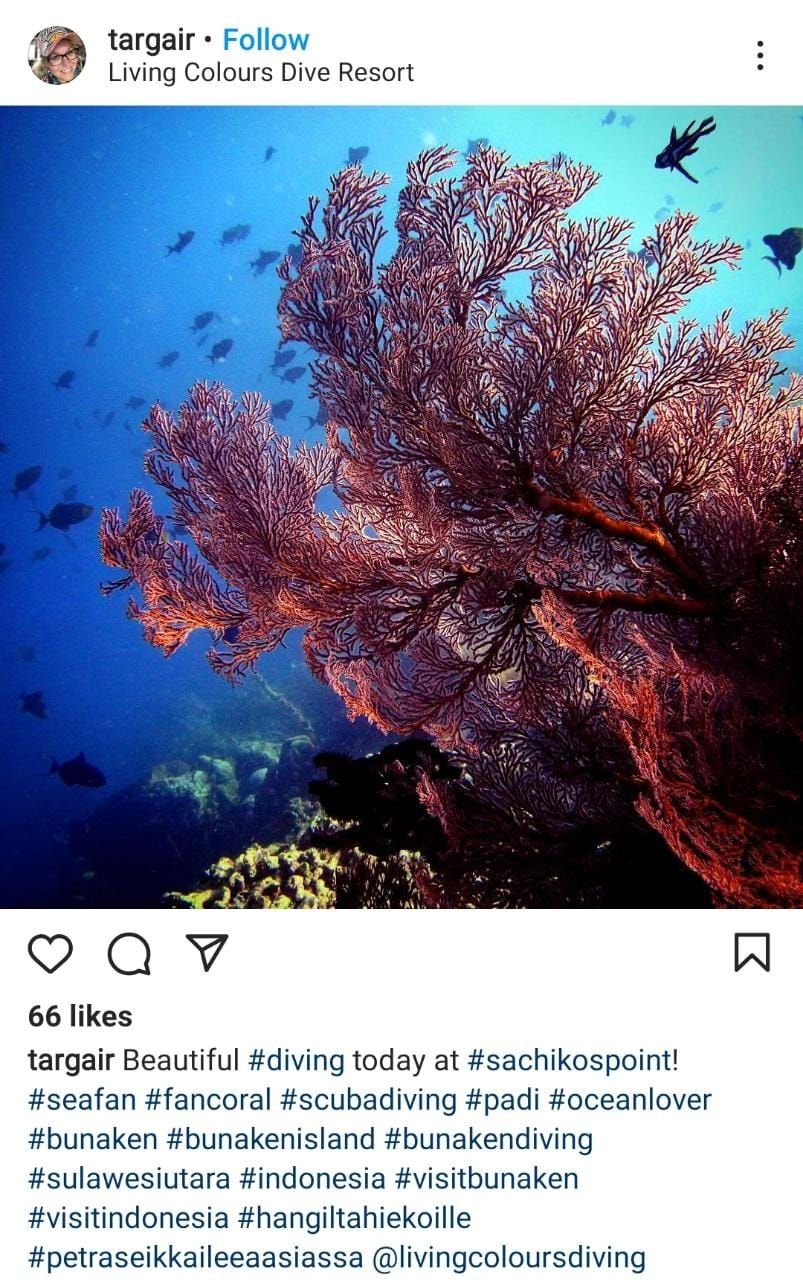 Sachikos Point di Bunaken jadi salah satu spot diving favorit turis. (Instagram/@targair)