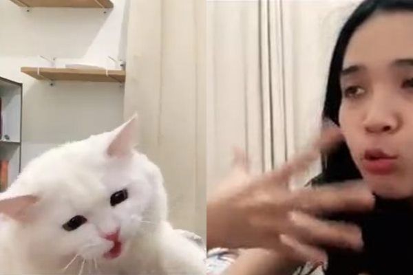 Viral Aksi Kucing Tak Perbolehkan Owner Kerja sampai Diajak Diskusi. (TikTok)