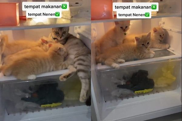 Viral Cowok Syok Pas Buka Kulkas. (TikTok)