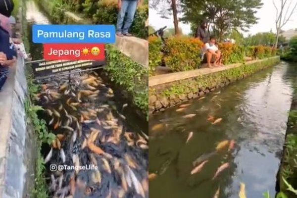 Viral Warga Puri Pamulang Ubah Selokan Jadi Kolam Ikan Koi. (Twitter/@tangselife.com)