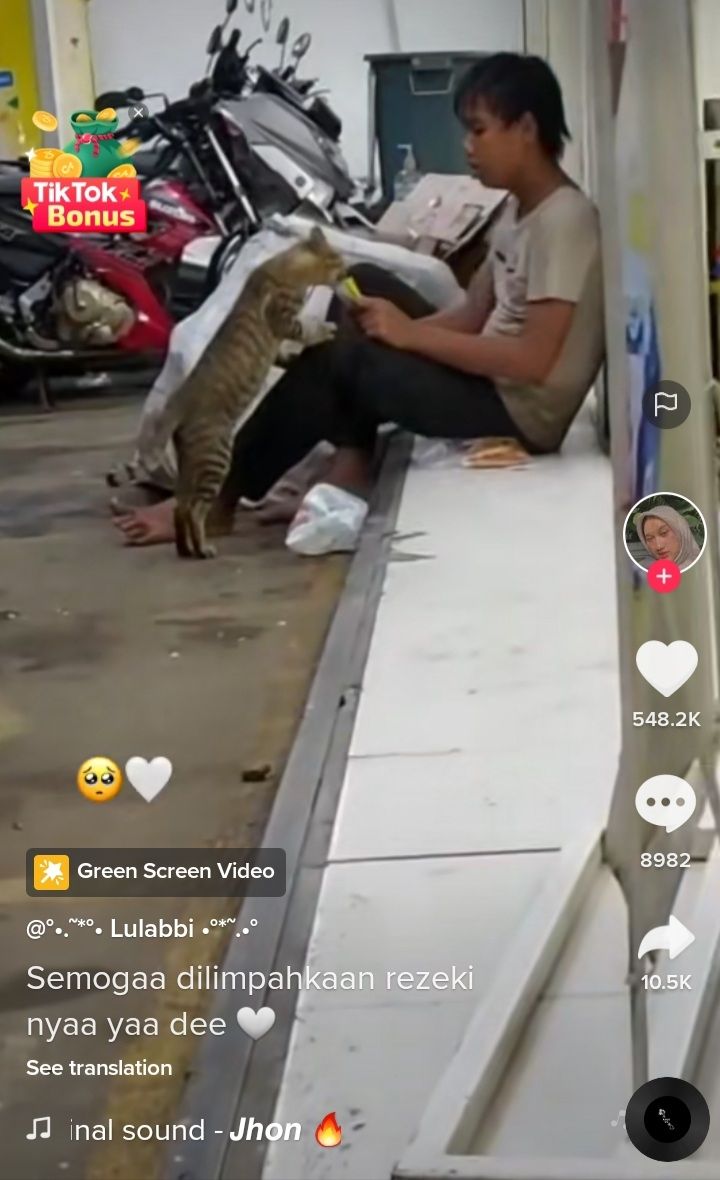 Beri makan kucing. [TikTok]